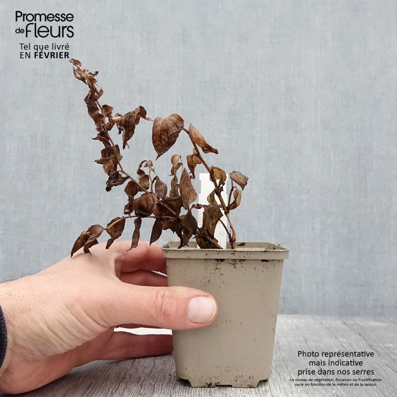 Disporum megalanthum Vasetto da 8/9 cm esemplare consegnato in inverno