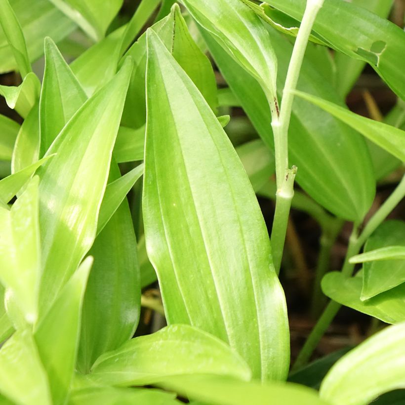 Disporum sessile (Fogliame)
