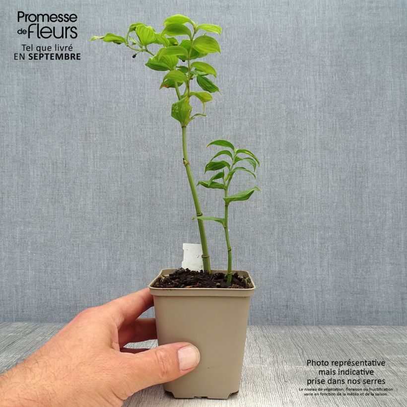 Esemplare di Disporum uniflorum Vasetto da 8/9 cm come consegnato in autunno