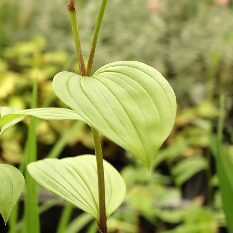 Disporum uniflorum (Fogliame)