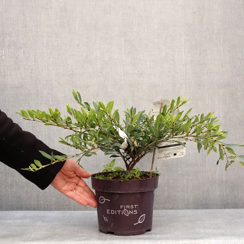 Distylium Cinnamon Girl Vaso da 3L/4L esemplare consegnato in inverno