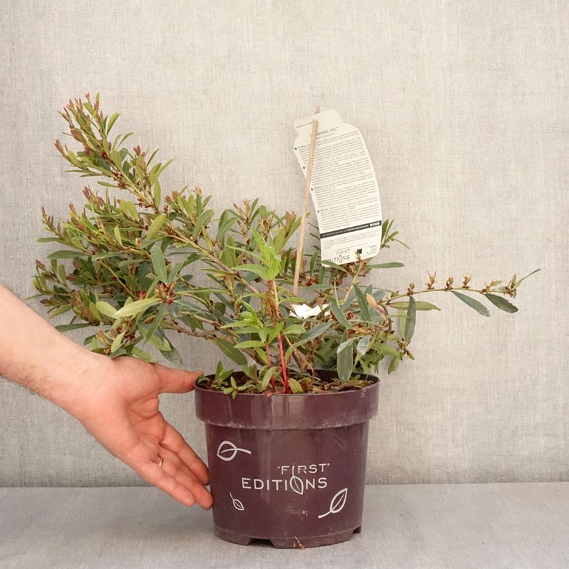 Distylium Cinnamon Girl Vaso da 3L/4L esemplare consegnato in primavera