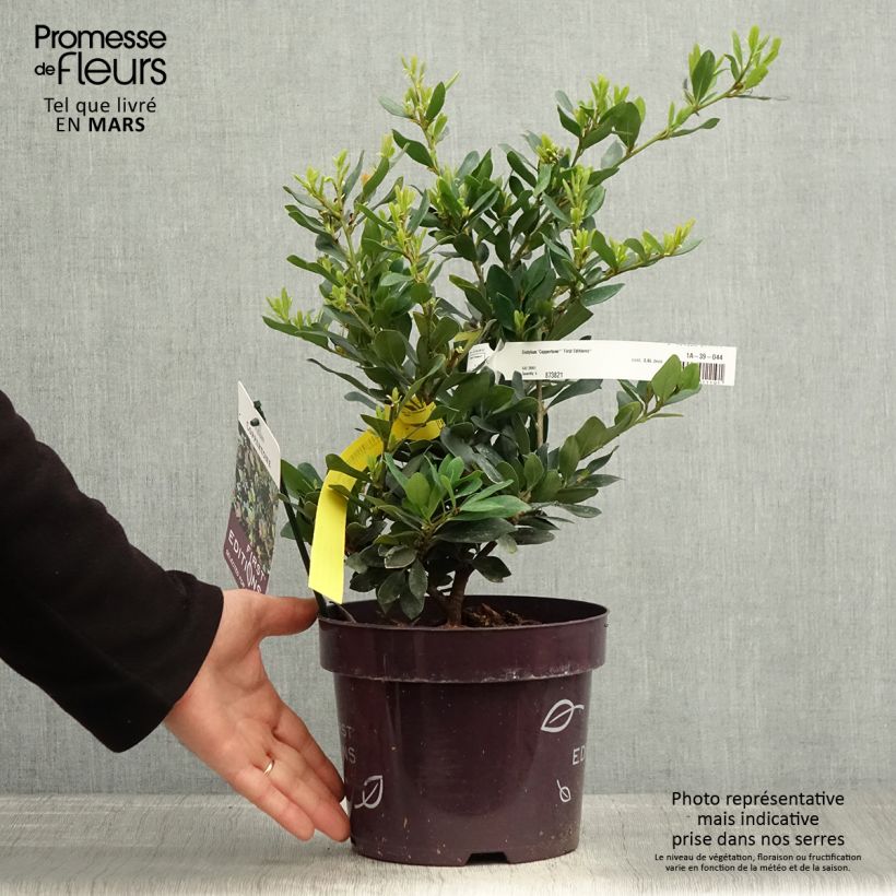 Distylium Coppertone Vaso da 2L/3L esemplare consegnato in primavera