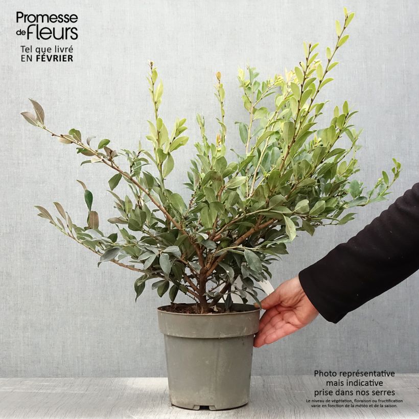 Distylium Linebacker Vaso da 3L/4L esemplare consegnato in inverno