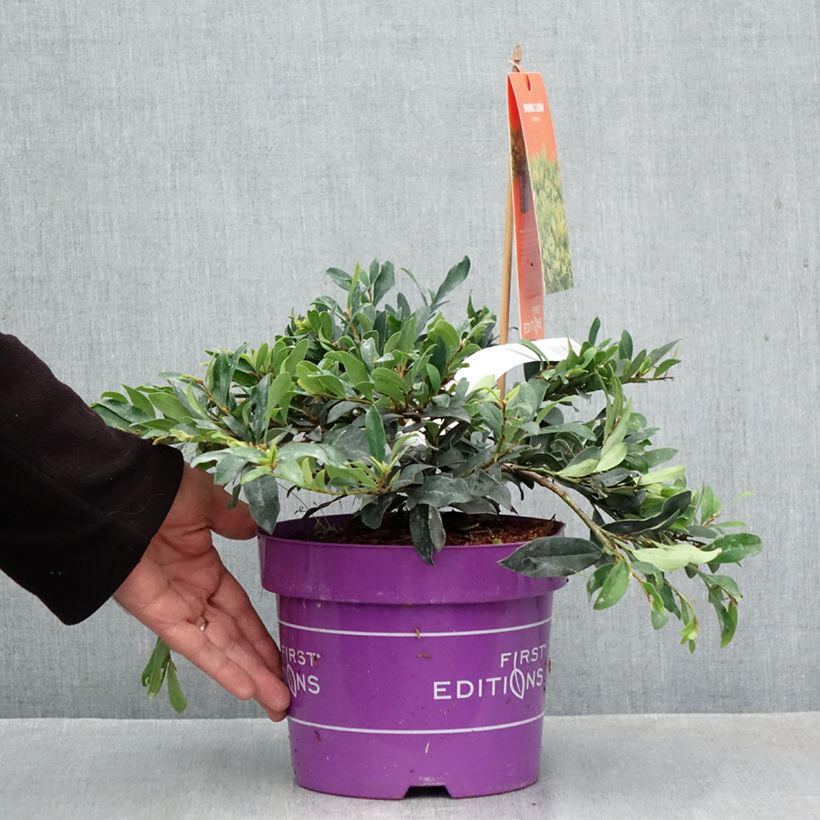 Esemplare di Distylium Swing Low Vaso da 3L/4L come consegnato in autunno