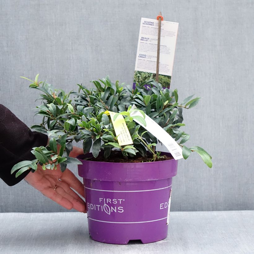 Distylium Swing Low Vaso da 3L/4L esemplare consegnato in inverno