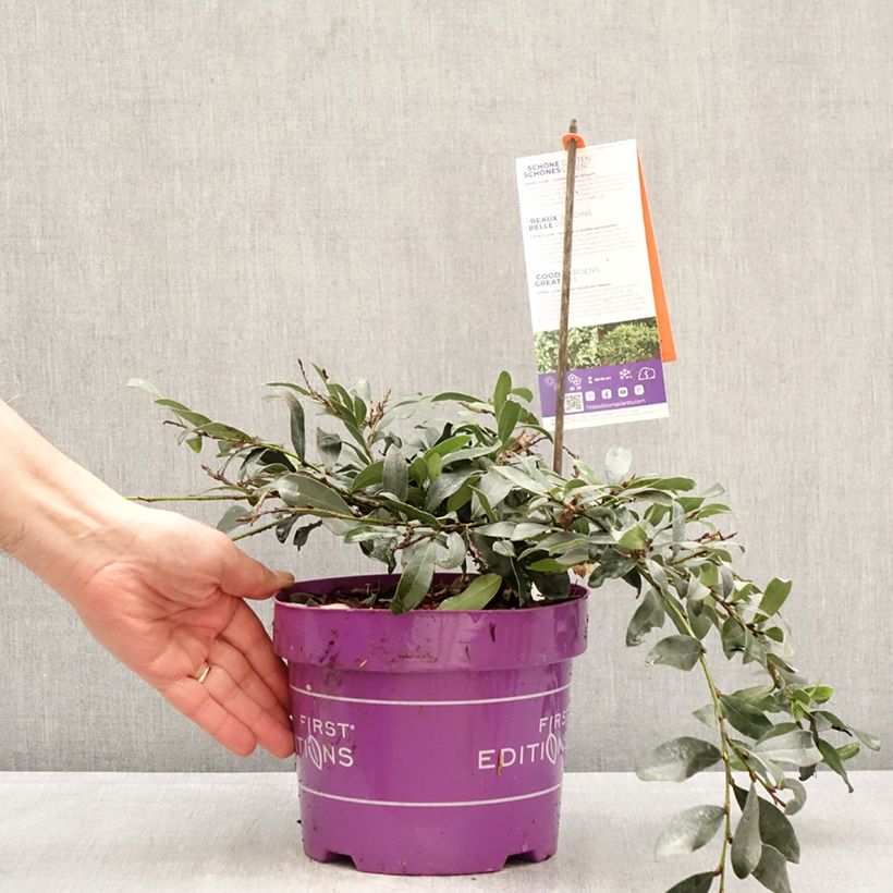 Distylium Swing Low Vaso da 3L/4L esemplare consegnato in primavera