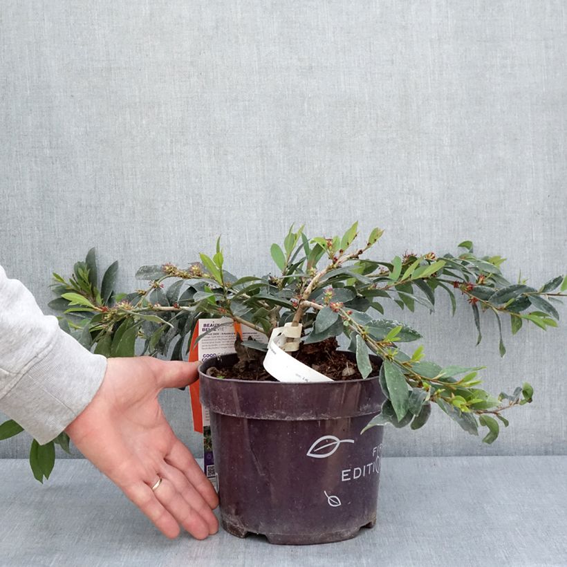 Distylium Vintage Jade Vaso da 2L/3L esemplare consegnato in primavera