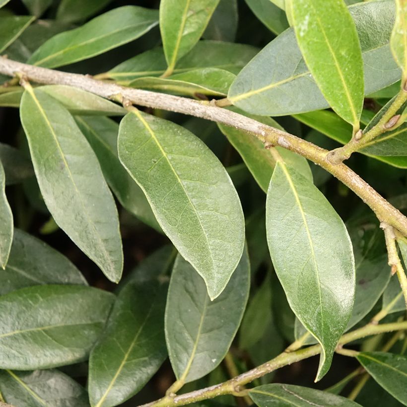 Distylium Vintage Jade (Fogliame)