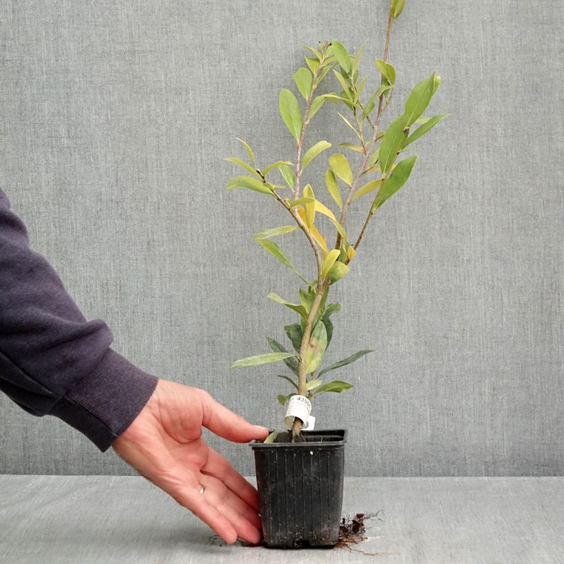 Esemplare di Distylium Vintage Jade Vasetto da 8/9 cm come consegnato in autunno