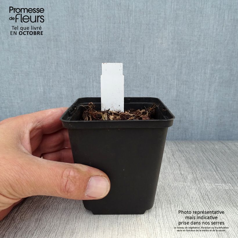 Esemplare di Dodecatheon jeffreyi Rotlicht Vasetto da 8/9 cm come consegnato in autunno