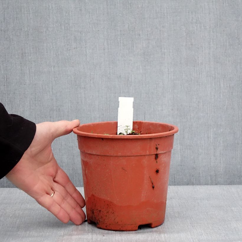 Dodecatheon jeffreyi Rotlicht Vaso da 2L/3L esemplare consegnato in inverno