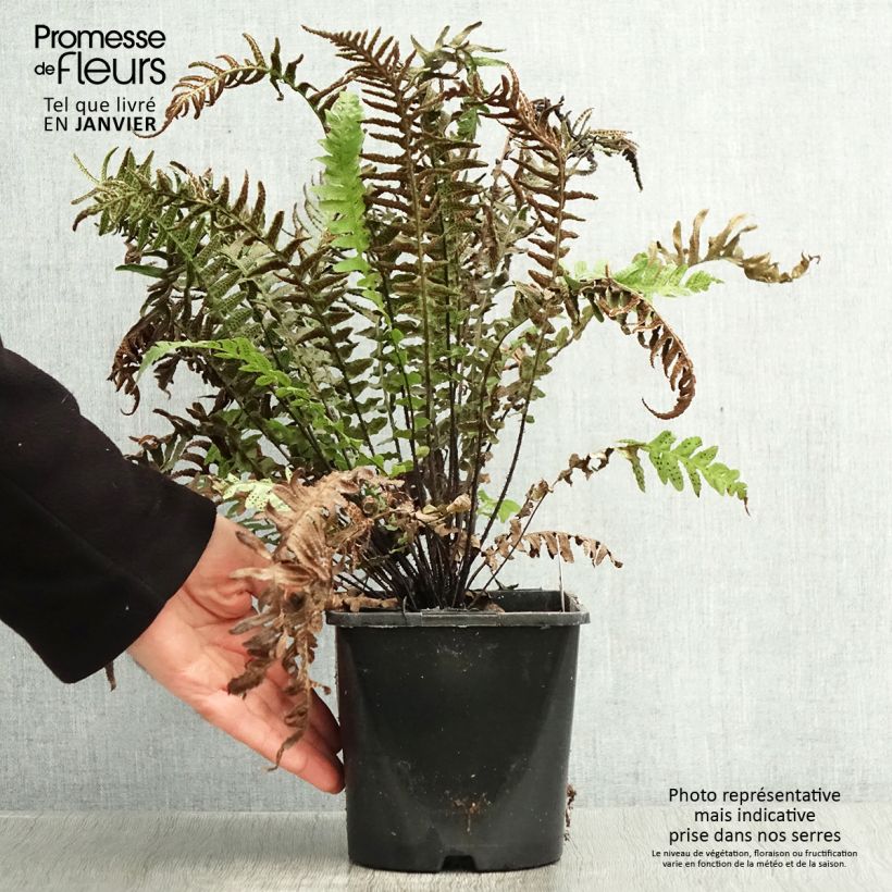 Doodia aspera Rough Ruby Vaso da 2L/3L esemplare consegnato in inverno