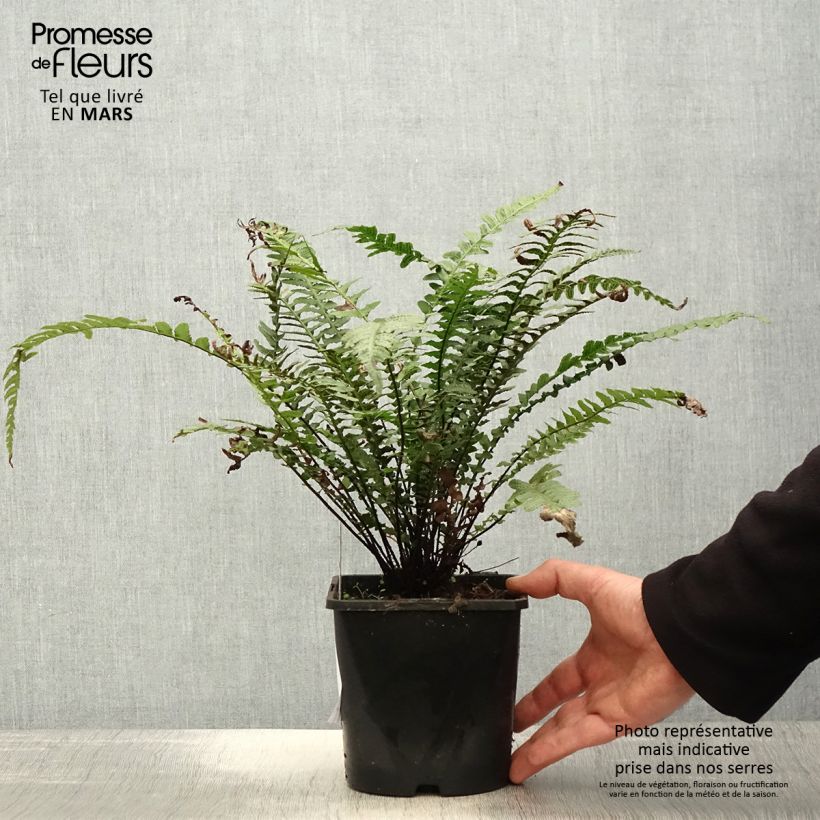 Doodia aspera Rough Ruby Vaso da 2L/3L esemplare consegnato in primavera