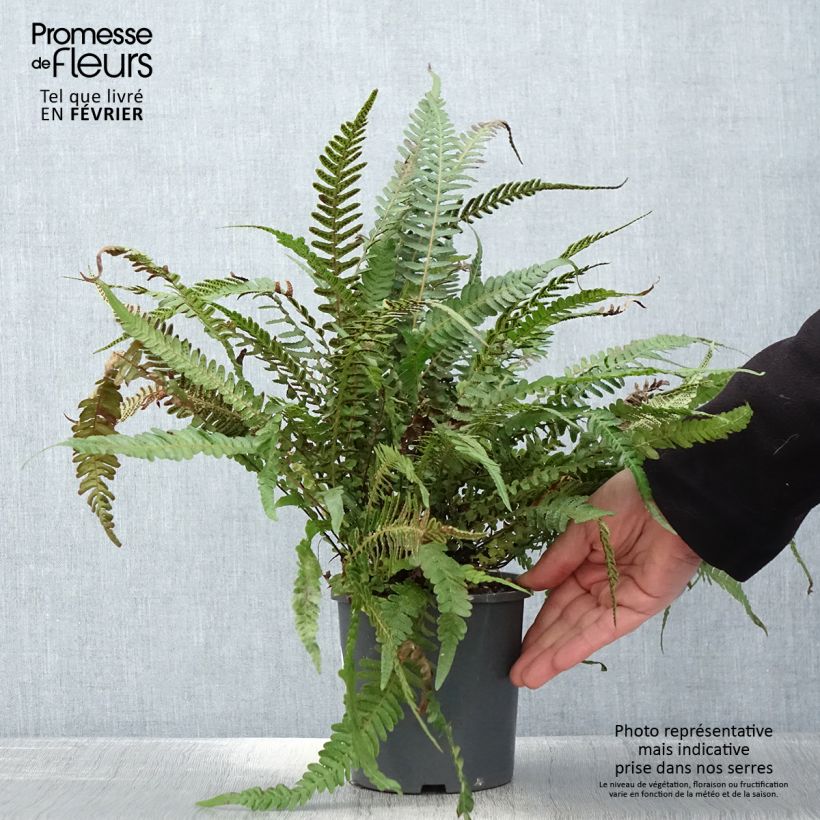 Doodia media Vaso da 2L/3L esemplare consegnato in inverno