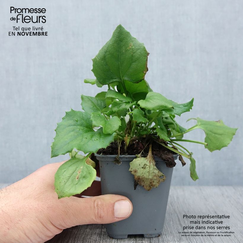 Esemplare di Doronicum orientale Finesse - Doronico orientale Vasetto da 8/9 cm come consegnato in autunno
