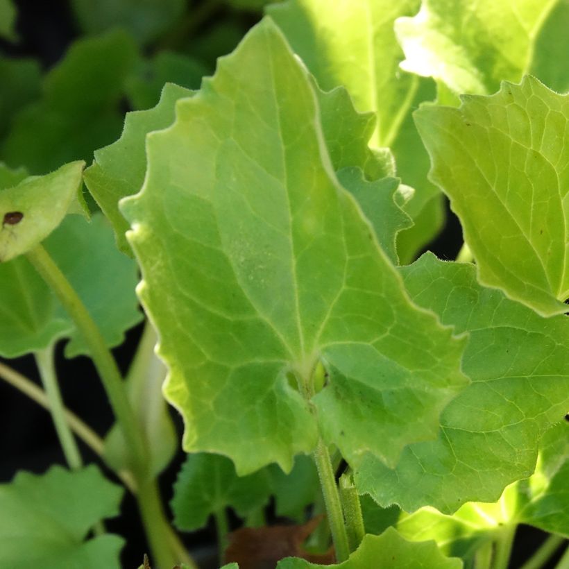 Doronicum orientale Finesse - Doronico orientale (Fogliame)