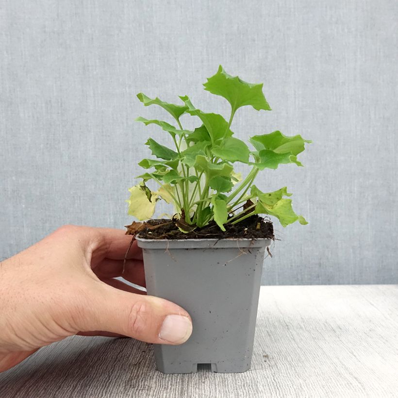 Esemplare di Doronicum orientale Little Leo - Doronico orientale Vasetto da 8/9 cm come consegnato in autunno