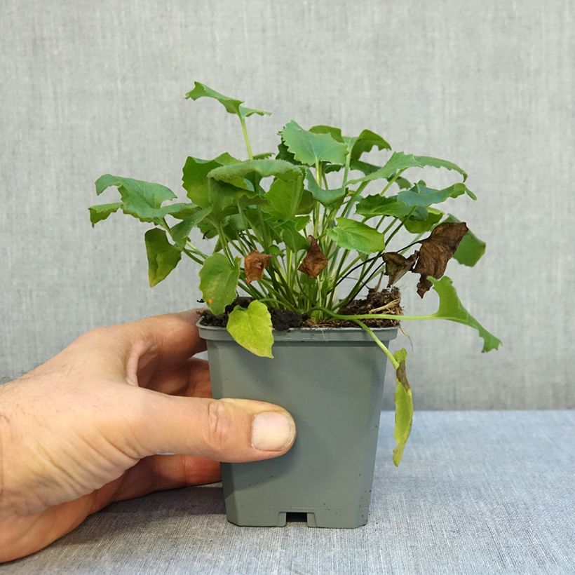 Esemplare di Doronicum orientale Magnificum - Doronico orientale Vasetto da 8/9 cm come consegnato in autunno