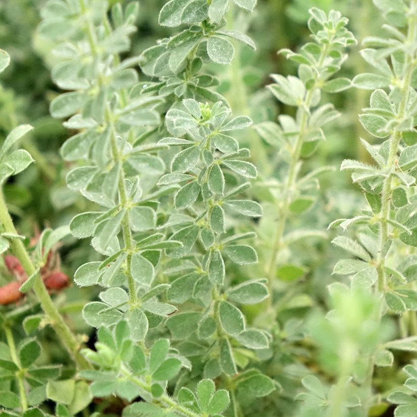 Dorycnium hirsutum Frejorgues (Fogliame)