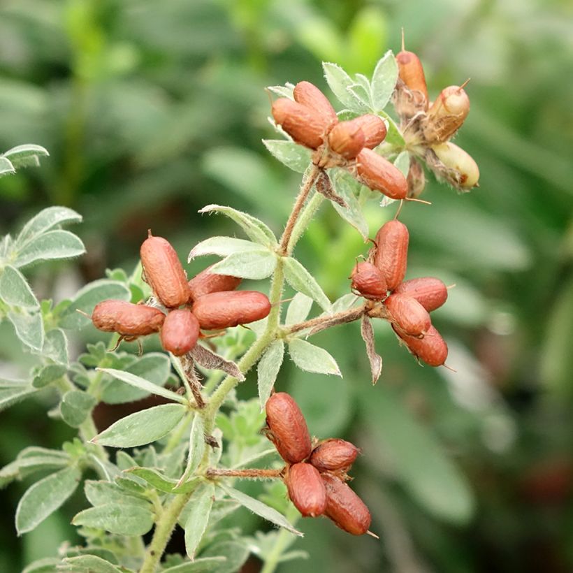 Dorycnium hirsutum Frejorgues (Raccolta)