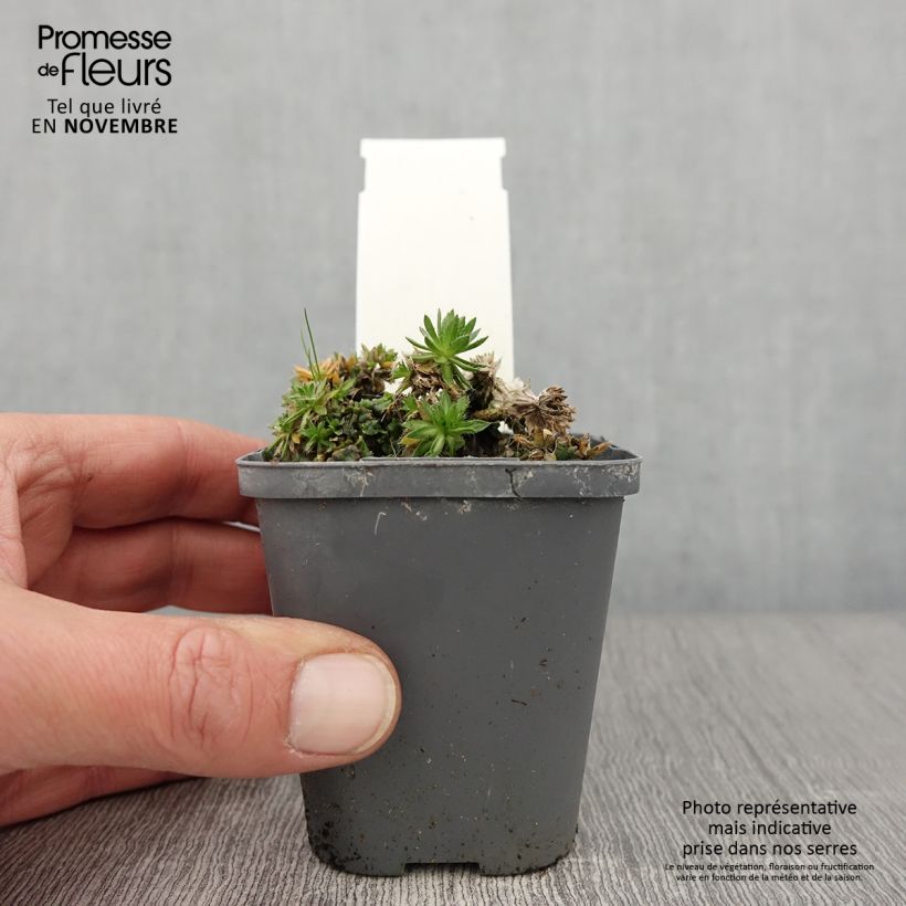 Esemplare di Draba sakurai Vasetto da 8/9 cm come consegnato in autunno
