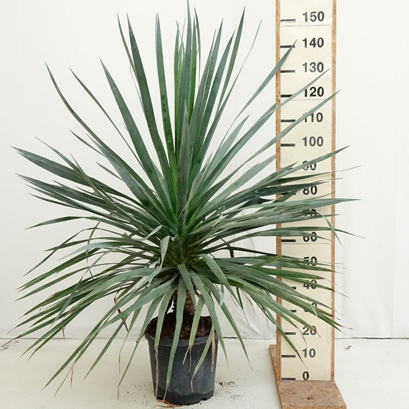 Esemplare di Dracaena draco - Albero del drago Vaso da 18L/20L come consegnato in autunno