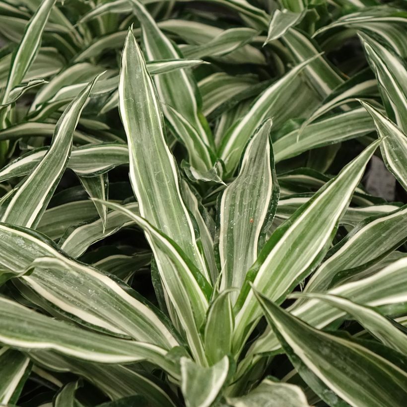 Dracaena Kanzi - Tronchetto della Felicità (Fogliame)
