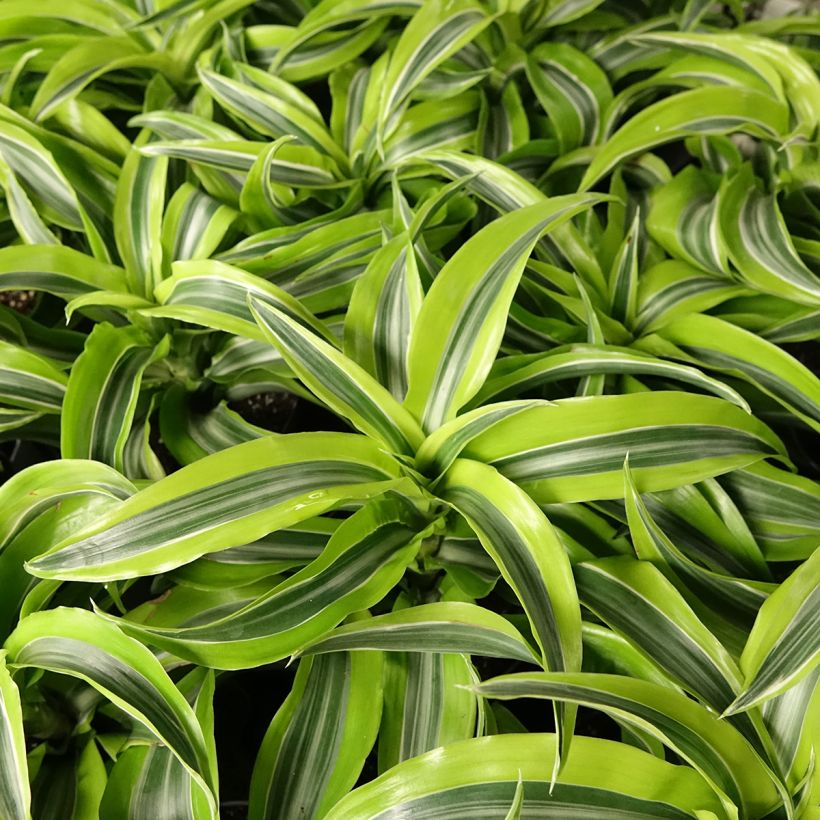 Dracaena Lemon Surprise - Tronchetto della Felicità (Fogliame)