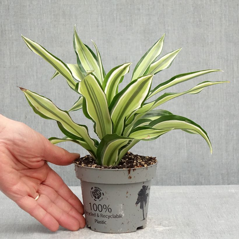 Dracaena Malaika - Tronchetto della Felicità Vaso da Ø 12 cm / 13 cm esemplare consegnato in primavera