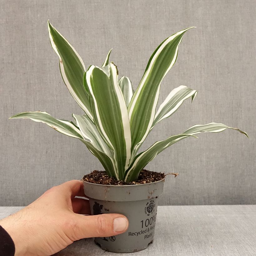 Dracaena White Jewel - Tronchetto della Felicità Vaso da Ø 12 cm / 13 cm esemplare consegnato in primavera