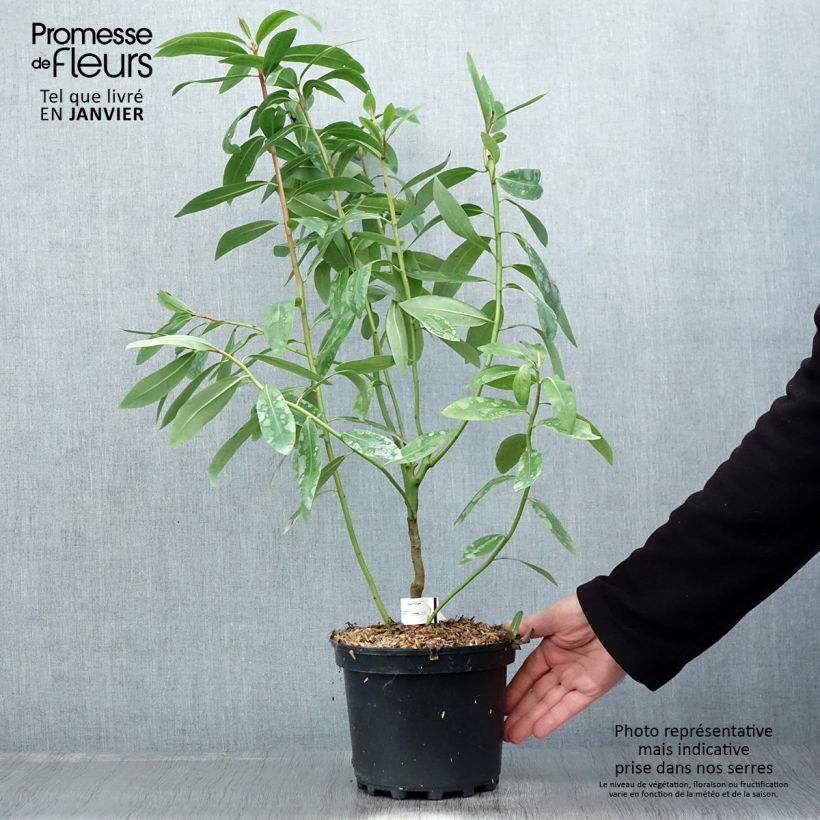 Drimys winteri Vaso da 3L/4L esemplare consegnato in inverno