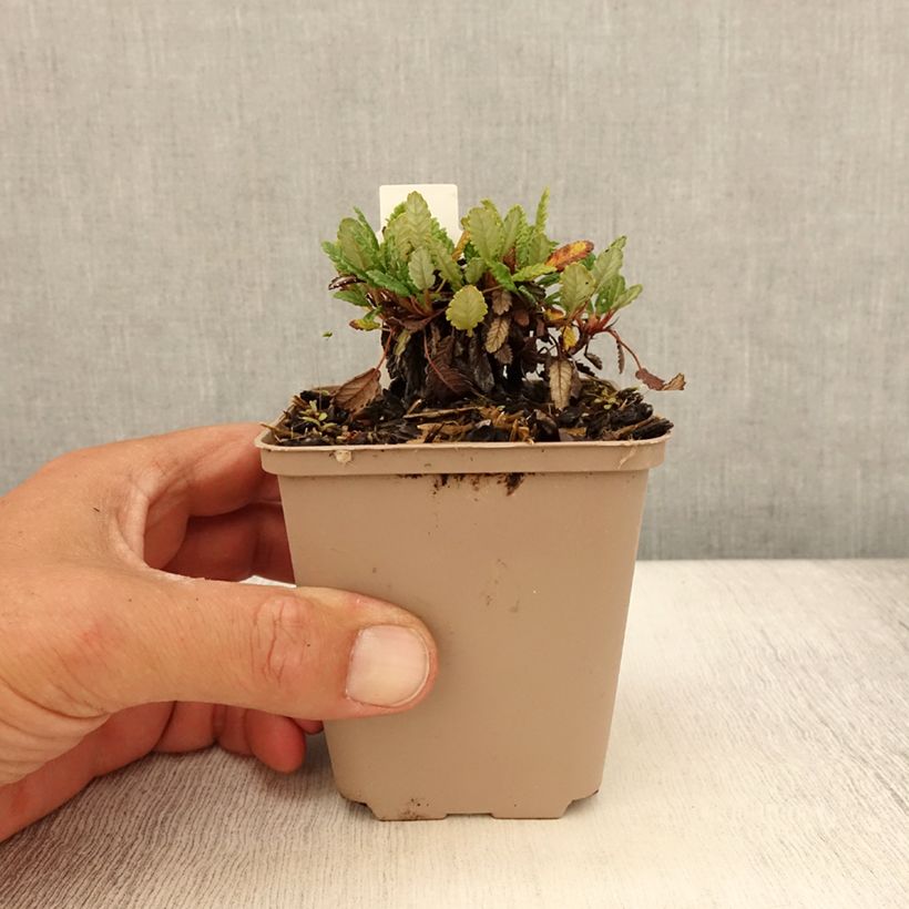 Esemplare di Dryas suendermannii Vasetto da 8/9 cm consegnato in estate