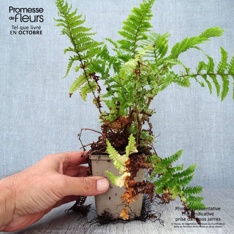 Esemplare di Dryopteris affinis Crispa Vasetto da 8/9 cm come consegnato in autunno