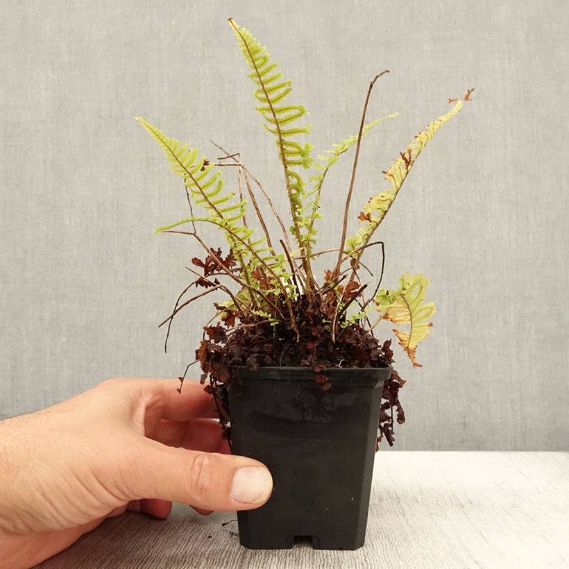 Esemplare di Dryopteris affinis Cristata Vasetto da 8/9 cm come consegnato in autunno