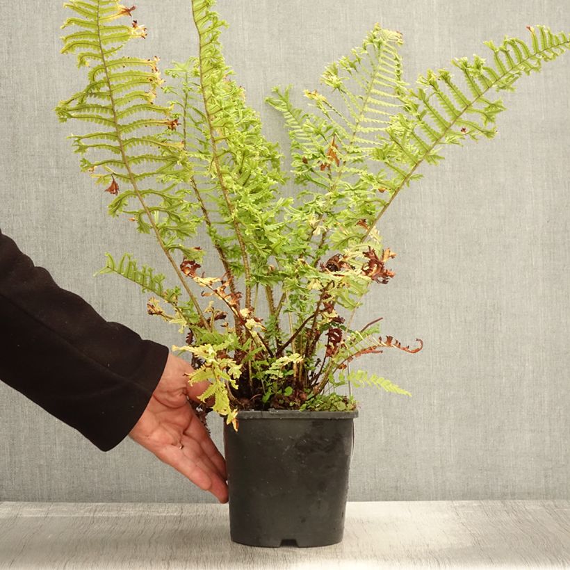 Esemplare di Dryopteris affinis Cristata Vaso da 2L/3L come consegnato in autunno