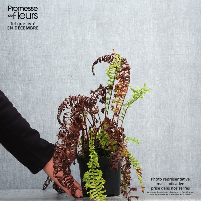 Dryopteris affinis Cristata Vaso da 2L/3L esemplare consegnato in inverno