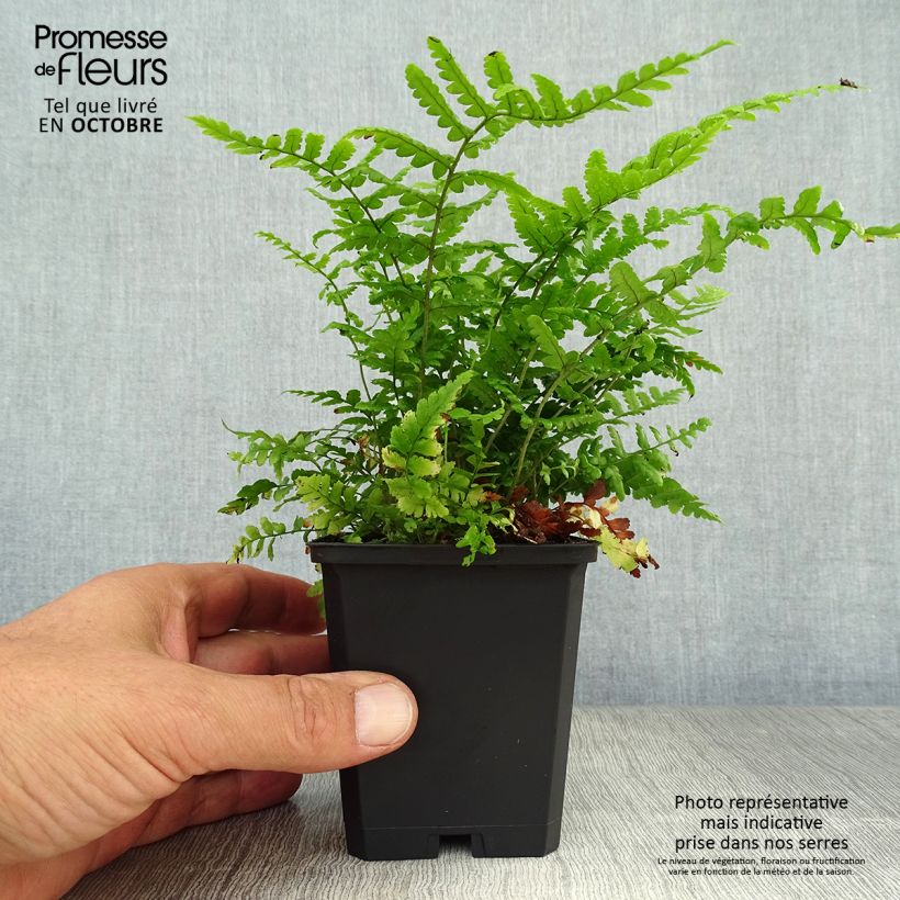Esemplare di Dryopteris affinis Vasetto da 8/9 cm come consegnato in autunno