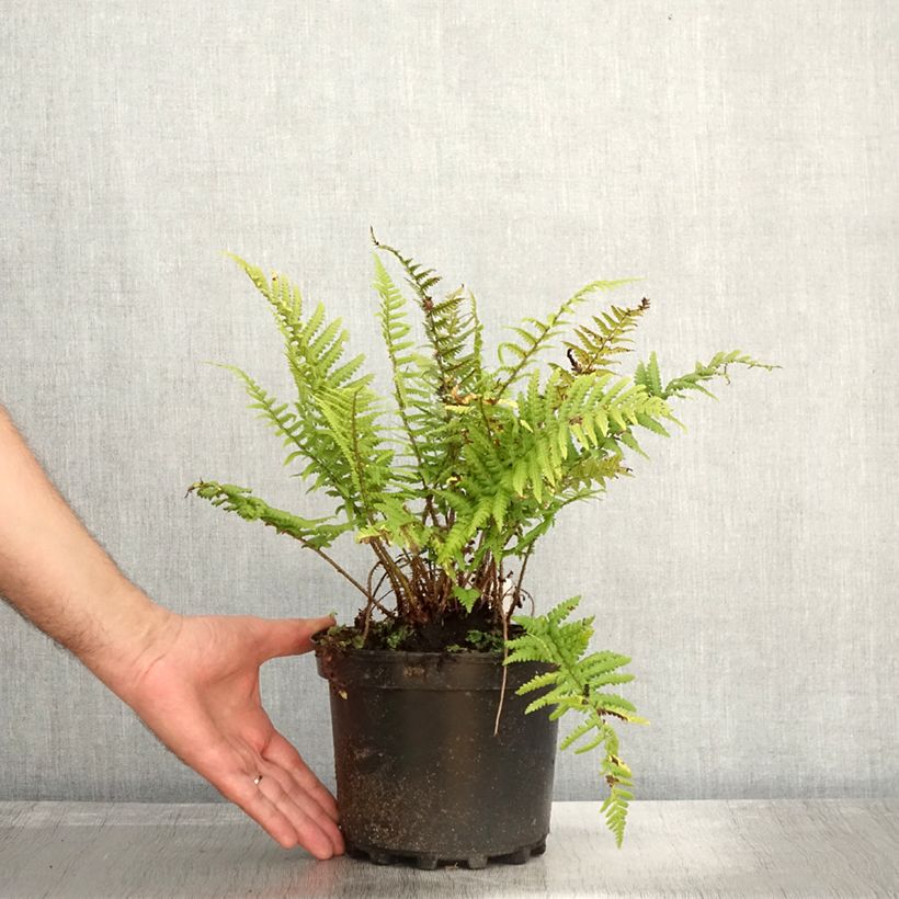 Esemplare di Dryopteris affinis Vaso da 2L/3L come consegnato in autunno