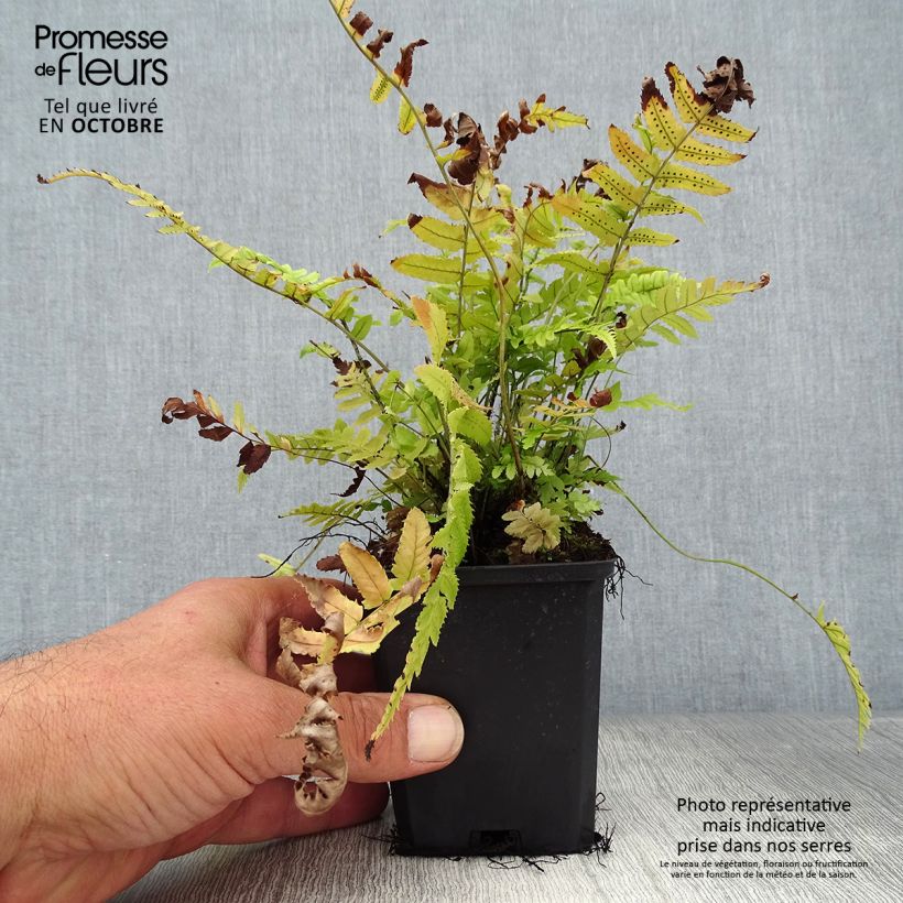 Esemplare di Dryopteris cycadina Vasetto da 8/9 cm come consegnato in autunno