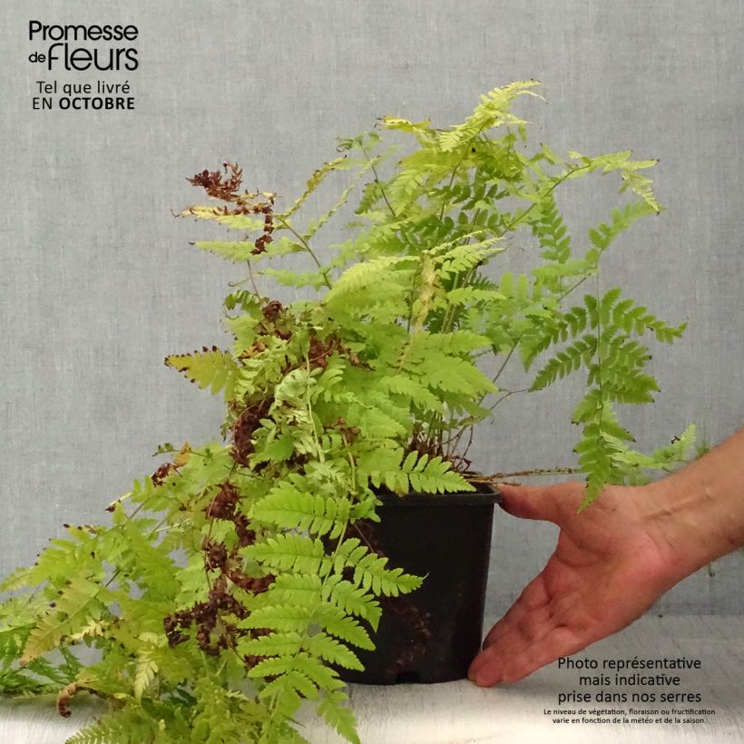 Esemplare di Dryopteris carthusiana - Felce certosina Vaso da 2L/3L come consegnato in autunno