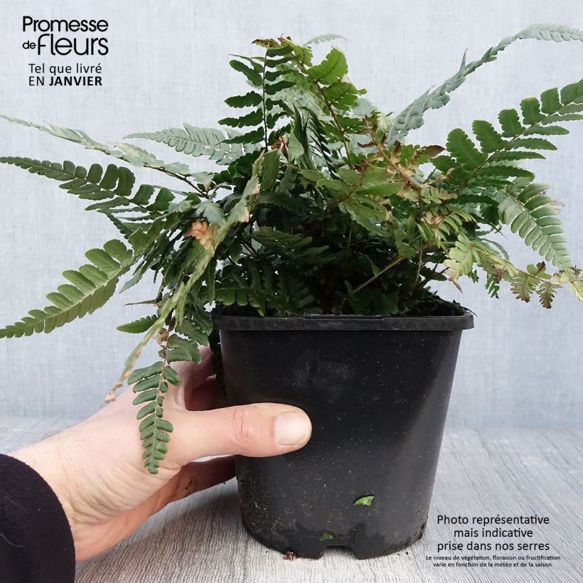 Dryopteris championii Vaso da 2L/3L esemplare consegnato in inverno