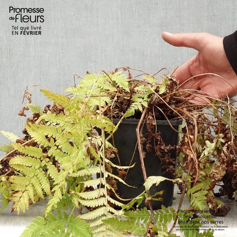 Dryopteris coreano-montana Vaso da 2L/3L esemplare consegnato in inverno
