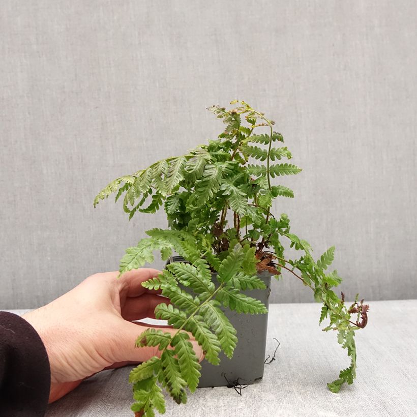 Dryopteris crassirhizoma Vasetto da 8/9 cm esemplare consegnato in inverno