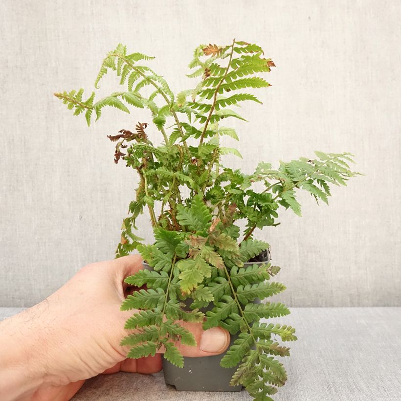 Dryopteris crassirhizoma Vasetto da 8/9 cm esemplare consegnato in primavera
