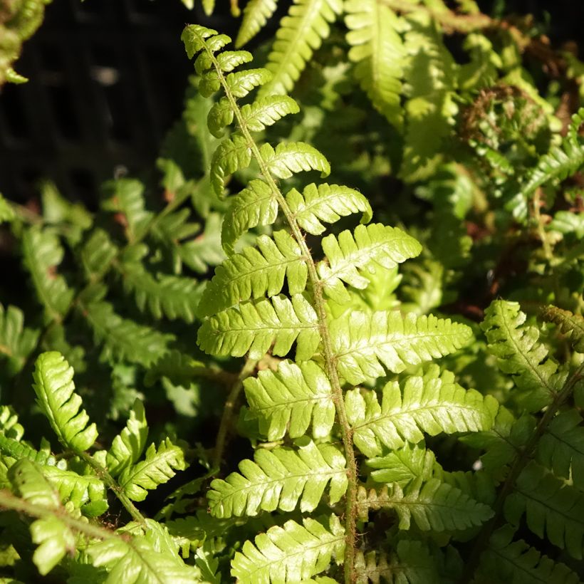Dryopteris crassirhizoma (Fogliame)