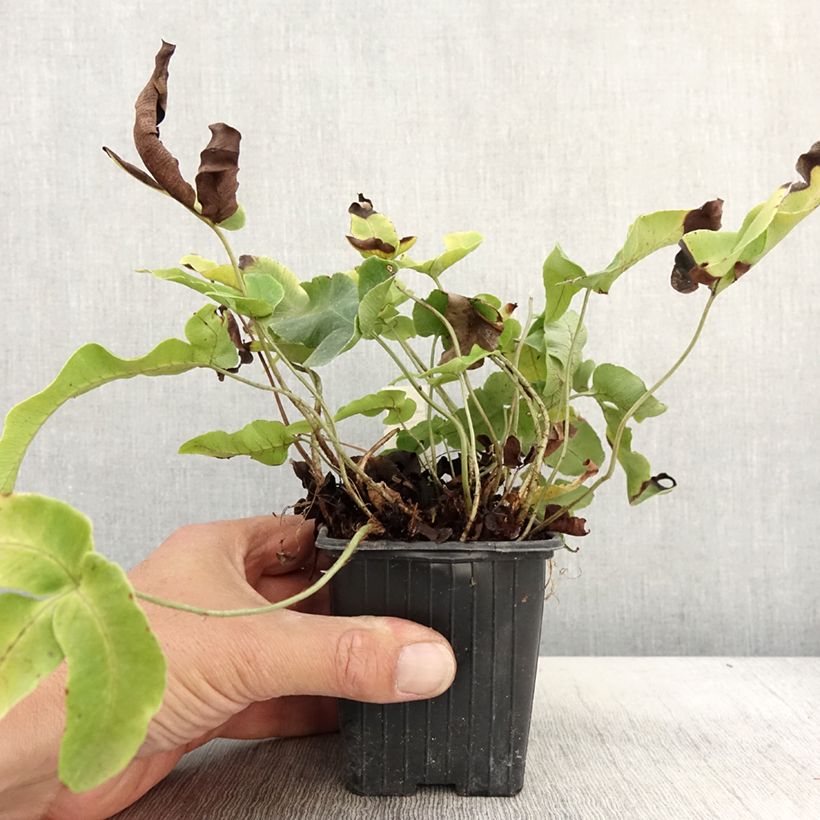 Esemplare di Dryopteris dilatata Crispa Whiteside - Felce dilatata Vasetto da 8/9 cm come consegnato in autunno