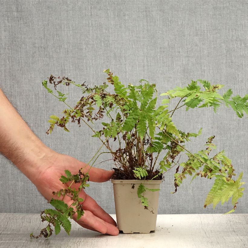 Esemplare di Dryopteris dilatata Crispa Whiteside - Felce dilatata Vasetto da 8/9 cm consegnato in estate