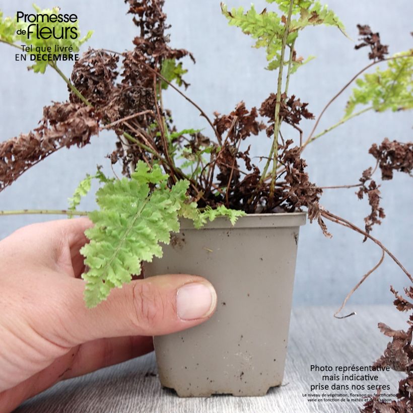 Dryopteris dilatata Crispa Whiteside - Felce dilatata Vasetto da 8/9 cm esemplare consegnato in inverno
