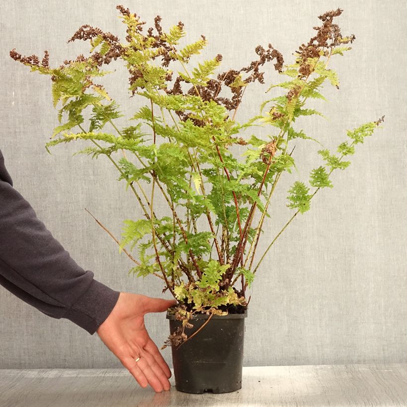 Esemplare di Dryopteris dilatata Crispa Whiteside - Felce dilatata Vaso da 2L/3L come consegnato in autunno